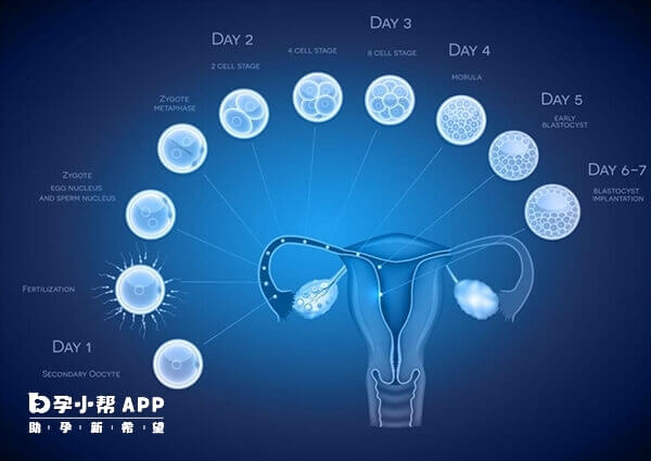 内分泌异常会导致胚胎着床困难