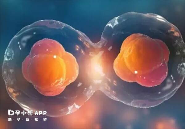 811胚胎属于一级胚胎