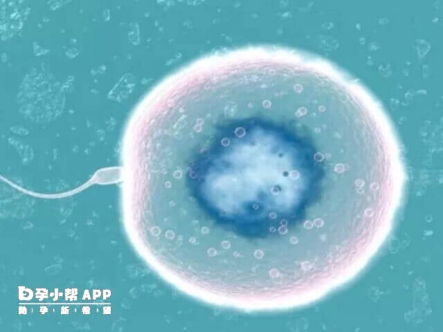 有部分国家是允许单身做试管的