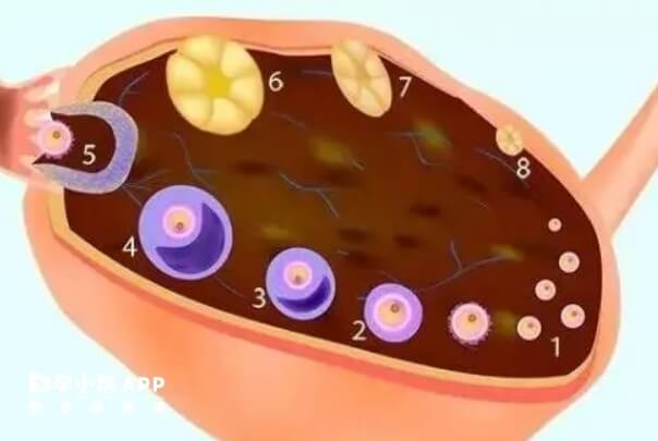 卵泡大小随着生理周期不同而变化