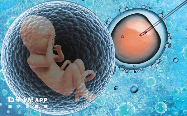 鲜胚移植的成功率会高一些