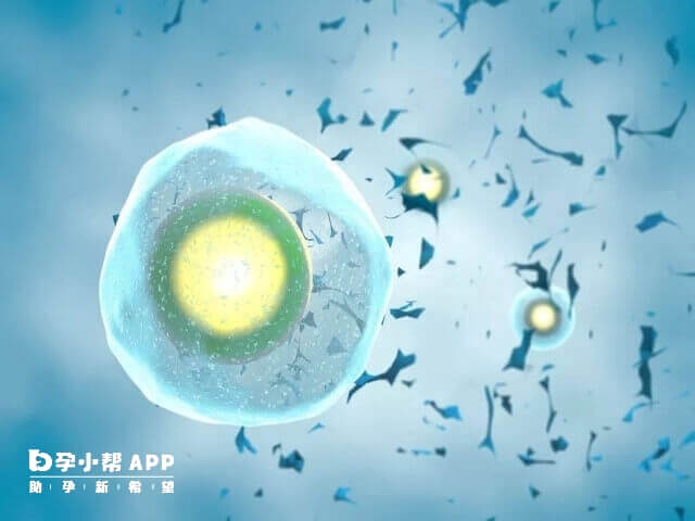移植冻胚前检测卵泡能确定移植时间