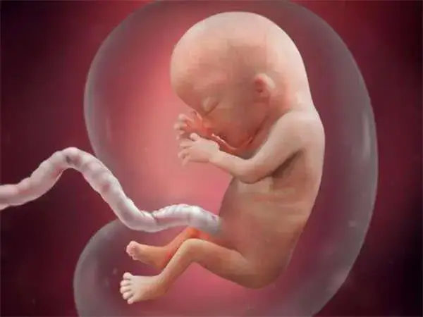试管婴儿怀孕期间要加强胎儿监护