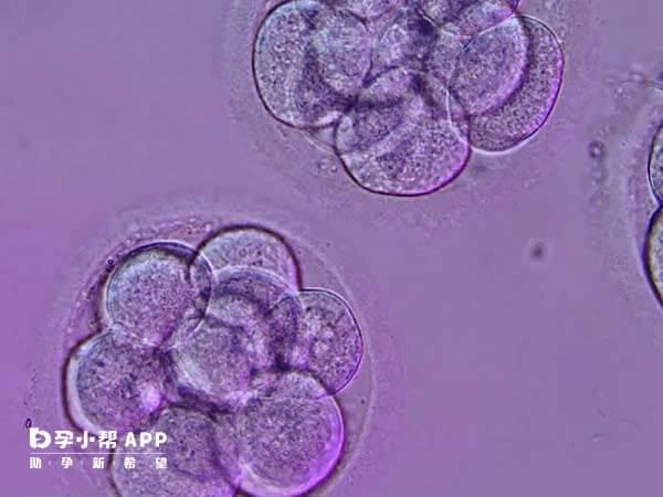 5bc比4bc囊胚质量高
