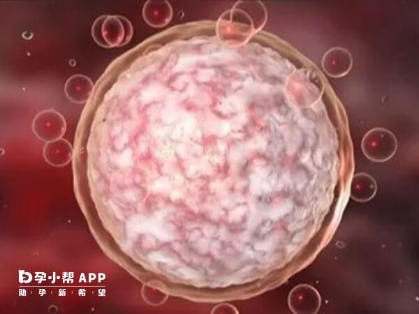 胚胎碎片多可能会影响胎儿发育