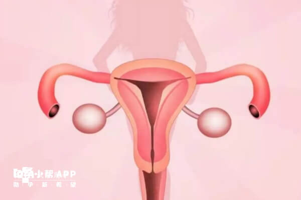子宫内膜增厚到至少8mm才有利于胚胎着床