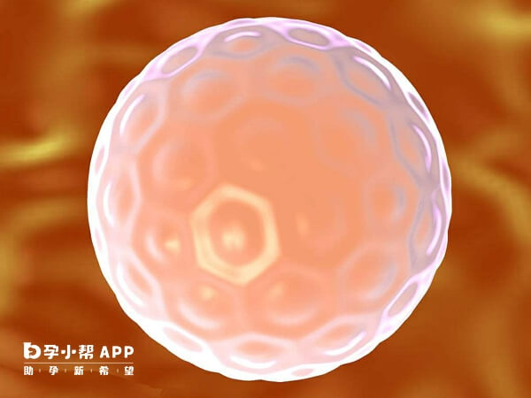 移植前打生长激素能改善卵子质量