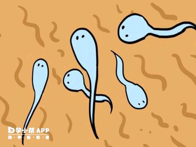 精子不液化很可能是前列腺或精囊炎