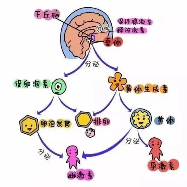 压力过大会影响下丘脑与垂体的正常分泌