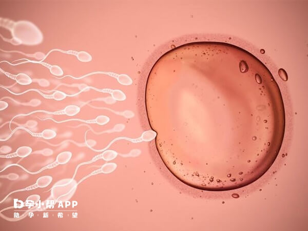 卵泡太小要通过各种手段促进卵泡的发育