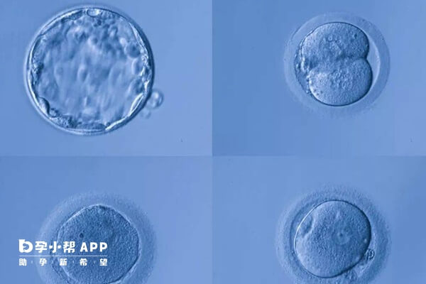 胚胎外观完整均匀结构明确则说明等级高