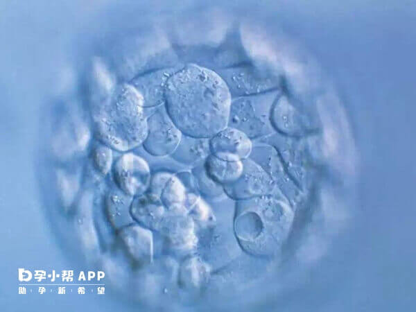 卵巢早衰选择冻胚移植比选择鲜胚更好