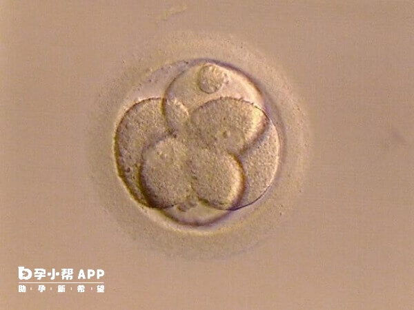 胚胎养囊失败的原因有多种