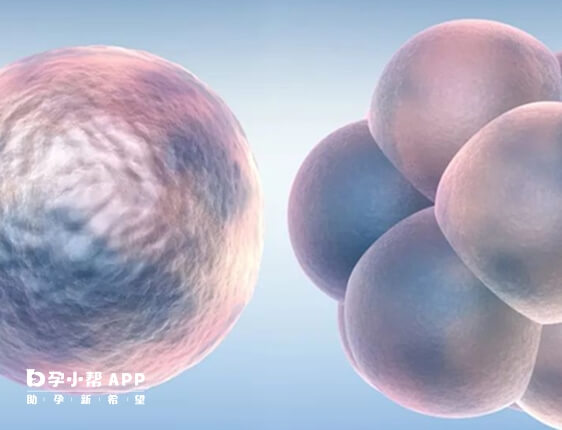 长期严重便秘影响胚胎着床和正常发育