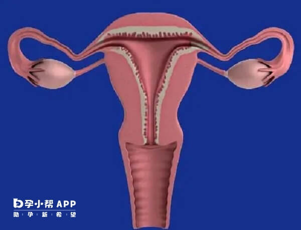 基础卵泡少于5个说明卵巢功能早衰