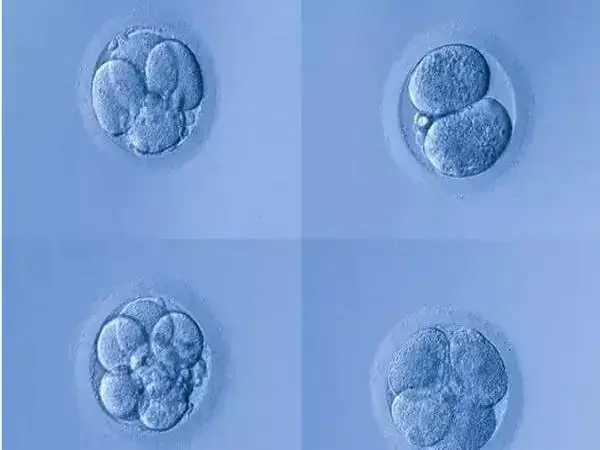 试管囊胚5bb和4bb的区别