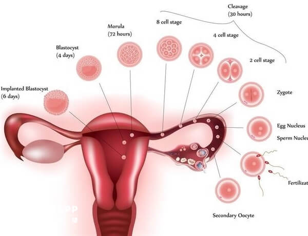 月经滴漏是子宫腺肌症癌变的前兆