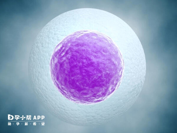 中枢内分泌紊乱会影响成熟卵泡不破裂
