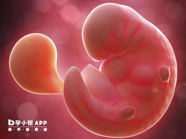 胚胎环境异常容易导致胎停育