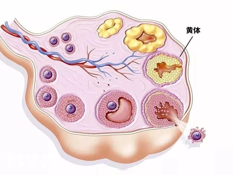 宫腔环境影响试管婴儿成功率