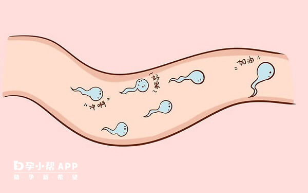 备孕期间男人吃叶酸能提高精子质量