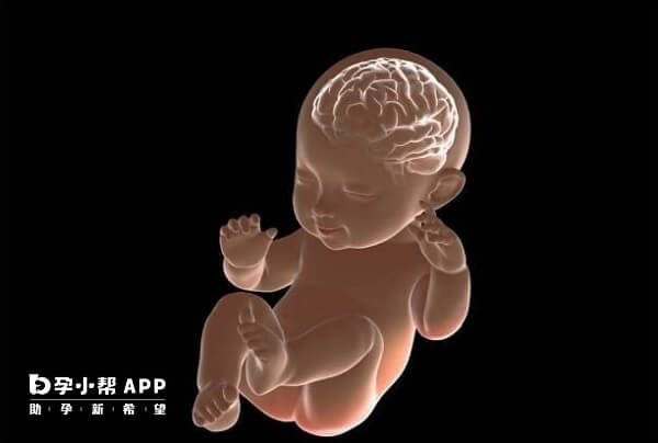 怀孕吃dha能促进胎儿大脑发育