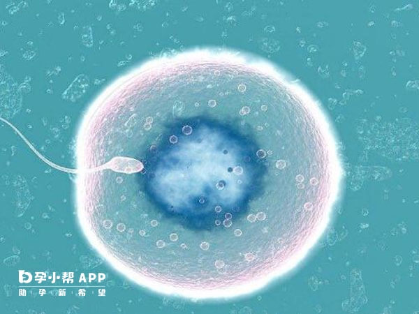 取卵取精后是培养筛选并植入受精卵阶段