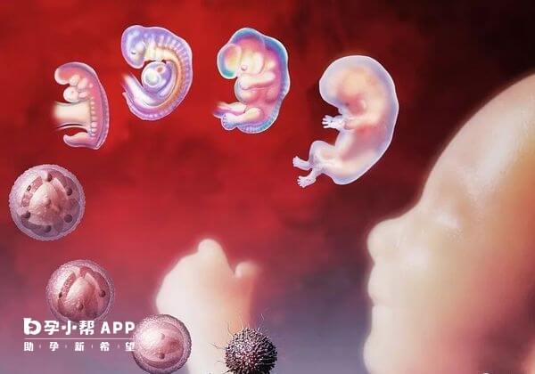 人体生理机制决定了胚胎移植后不会流出