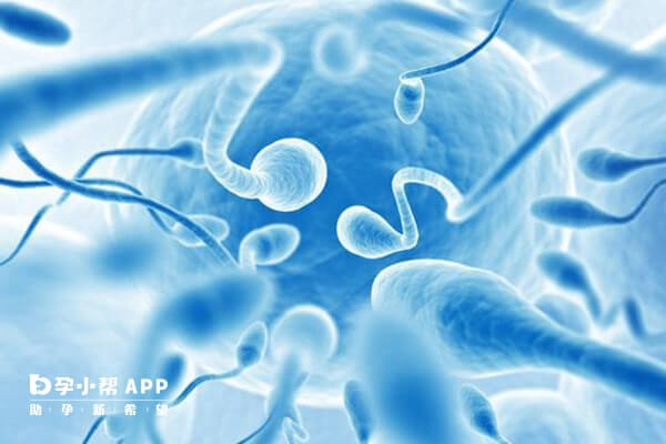 精子免疫也是导致免疫性不孕的原因