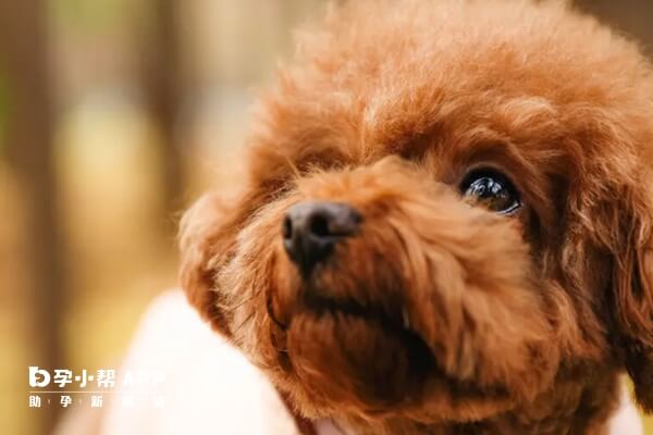 备孕养泰迪犬要学会科学喂养方法