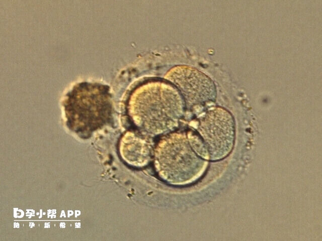 囊胚移植成功率不只和囊胚质量有关