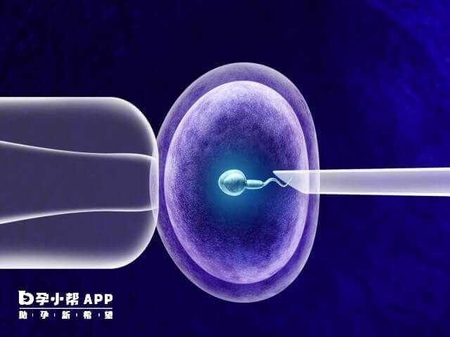 重度无精症试管成功率低