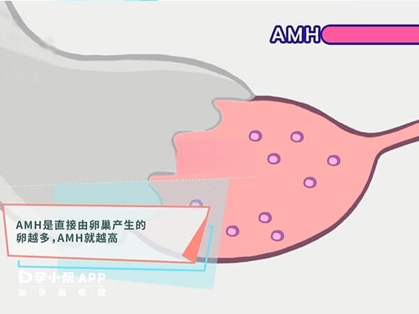 AMH较低做试管婴儿会困难重重