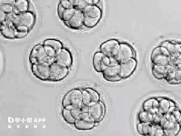 囊胚移植只是一种胚胎移植方式