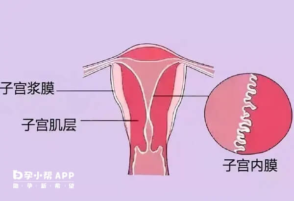 子宫内膜厚可能会影响女性生育