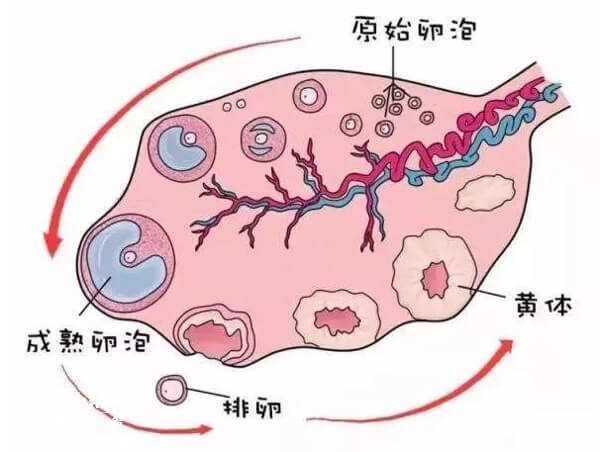 排卵障碍会损伤女性健康