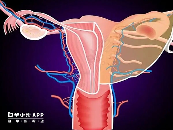 始基子宫会影响女性生育能力