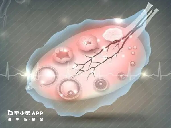 基础卵泡数量能大致反应卵巢健康