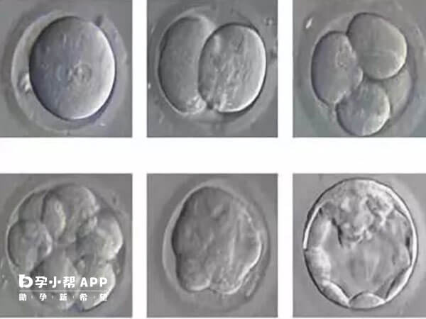 胚胎多且质量较好的才比较适合养囊