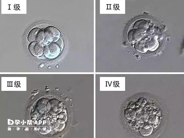 细胞发育潜力好是胚胎解冻后升级的原因之一