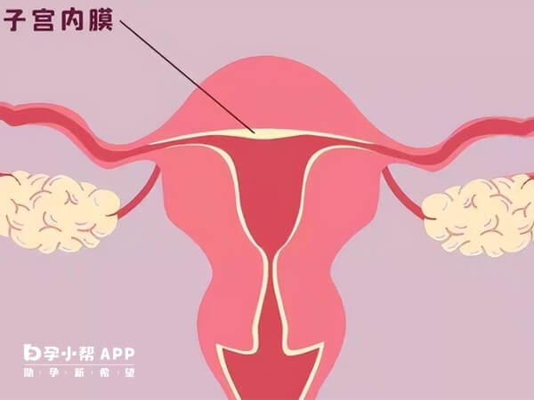 子宫内膜薄一定要先调理好再备孕