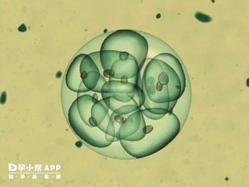 鲜胚移植与囊胚移植的成功率不同