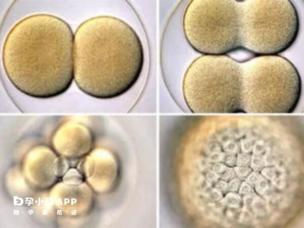 二代试管取卵后5-7天可移植囊胚