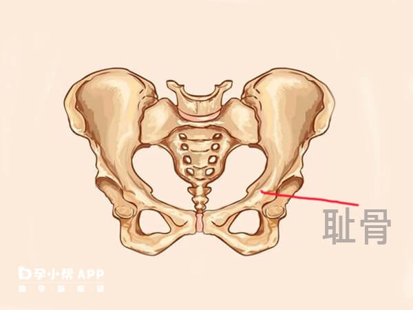 怀二胎耻骨痛得早是正常的