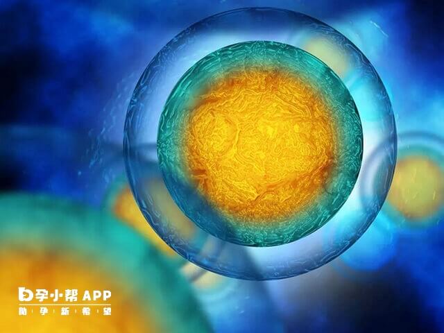 基础卵泡数量少做试管婴儿也能成功