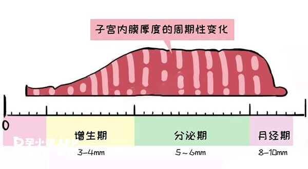 子宫内膜厚度周期性变化