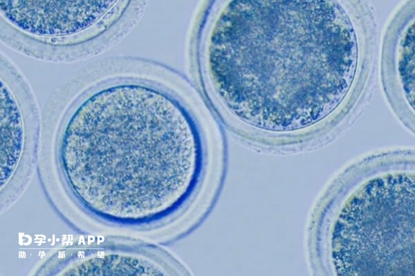 鲜胚着床和普通怀孕的症状类似