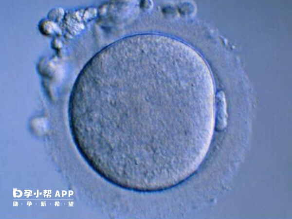 胚胎移植一般3-7天能着床成功