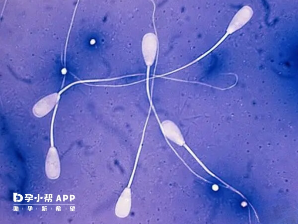 赤峰供精人授成功率约15%-20%