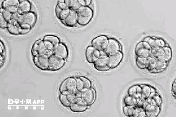 囊胚移植也可能会胎停育